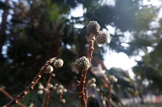 雨水降，萬物蘇(圖3)