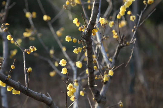 雨水降，萬物蘇(圖2)