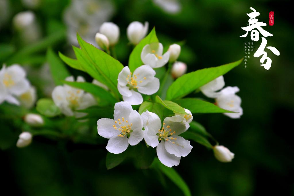 又是一年春分到(圖1) 又是一年春分到(圖1)